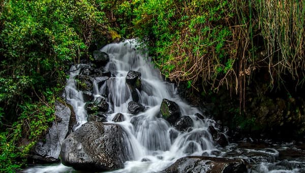 Mindo Cloud Forest Tour