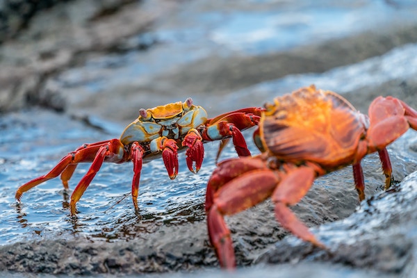 Galapagos Island Hopping on a Budget