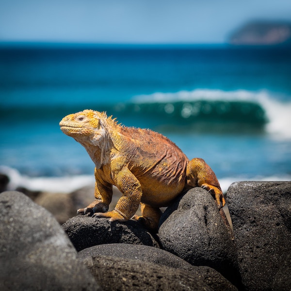 Galapagos Island Hopping on a Budget