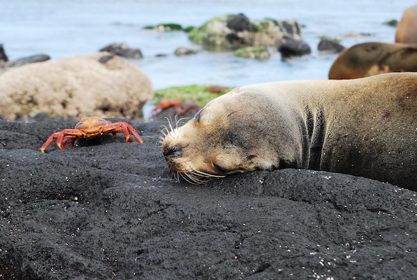 Galapagos Island Hopping on a Budget