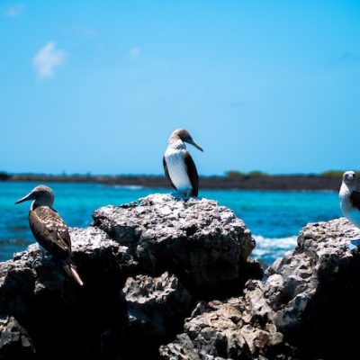Galapagos Island Hopping on a Budget