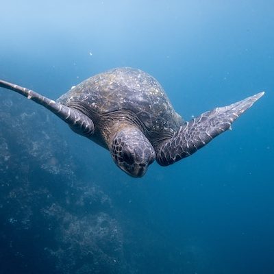Snorkel tour to Pinzon Galapagos