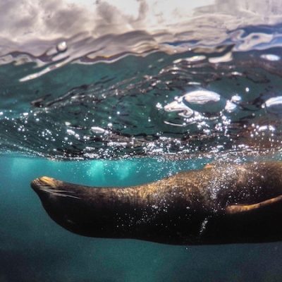 Snorkel tour to Pinzon Galapagos